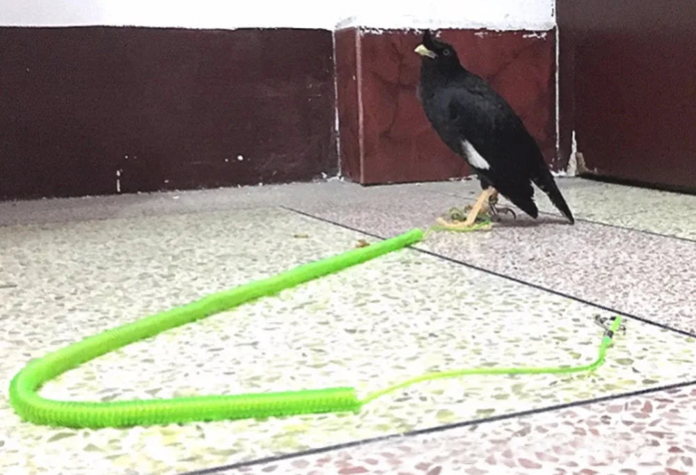 1Pc Blue/Yellow/Green Flexible Bird Flying Rope 3M/6M/10M Parrot Cockatiels Starling Bird Pet Leash Outdoor Flying Training Rope