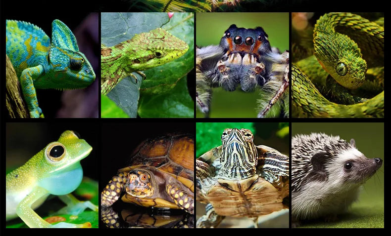 Reptile Terrarium Anti-scald Protective Lampshade Tortoise Lizard Snake Lamp Holder Pet Anti-scalding Cover Safety Light Shade