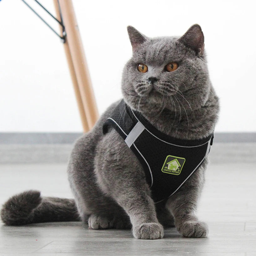 Reflective Puppy Cat Harness Vest With Walking Lead Leash Adjustable Kitten Collar Polyester Mesh Harness For Small Medium Dogs