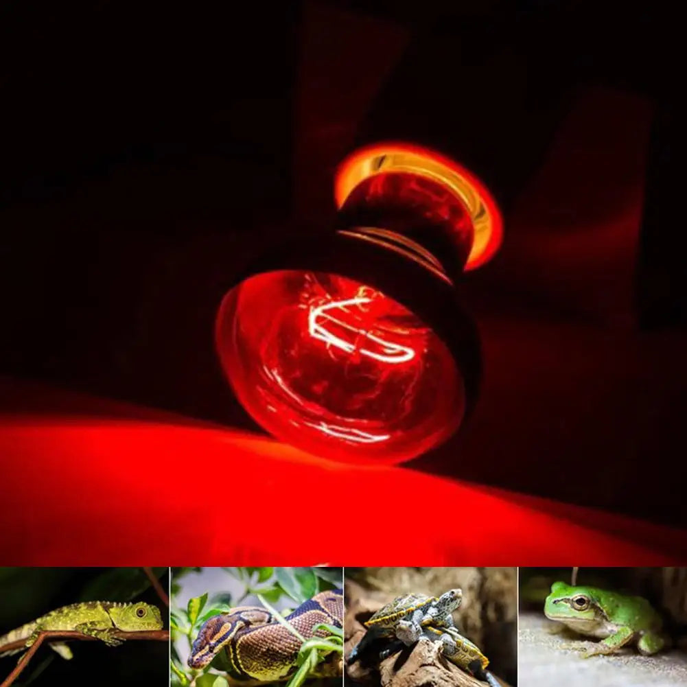Amphibian Reptile Heating Lamp E27 Poultry Heating Bulb Pet Turtle Terrarium Snake Bulb Light 25W-100W 220-240V