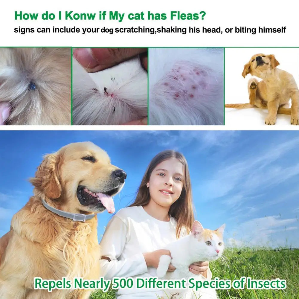 Professional 8 Month Protection Flea & Tick Collar Anti-mosquito Silicone Dog Collar Wear Resistant Universal Pet Supplies Teddy