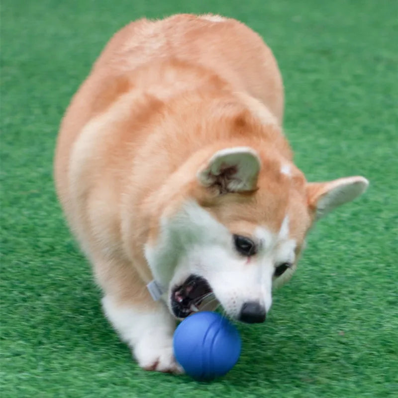 1PC Pet Dog Ball Bouncy Rubber Solid Ball Resistance To Dog Chew Toys Outdoor Throwing Recovery Training for Dogs Pet Supplies