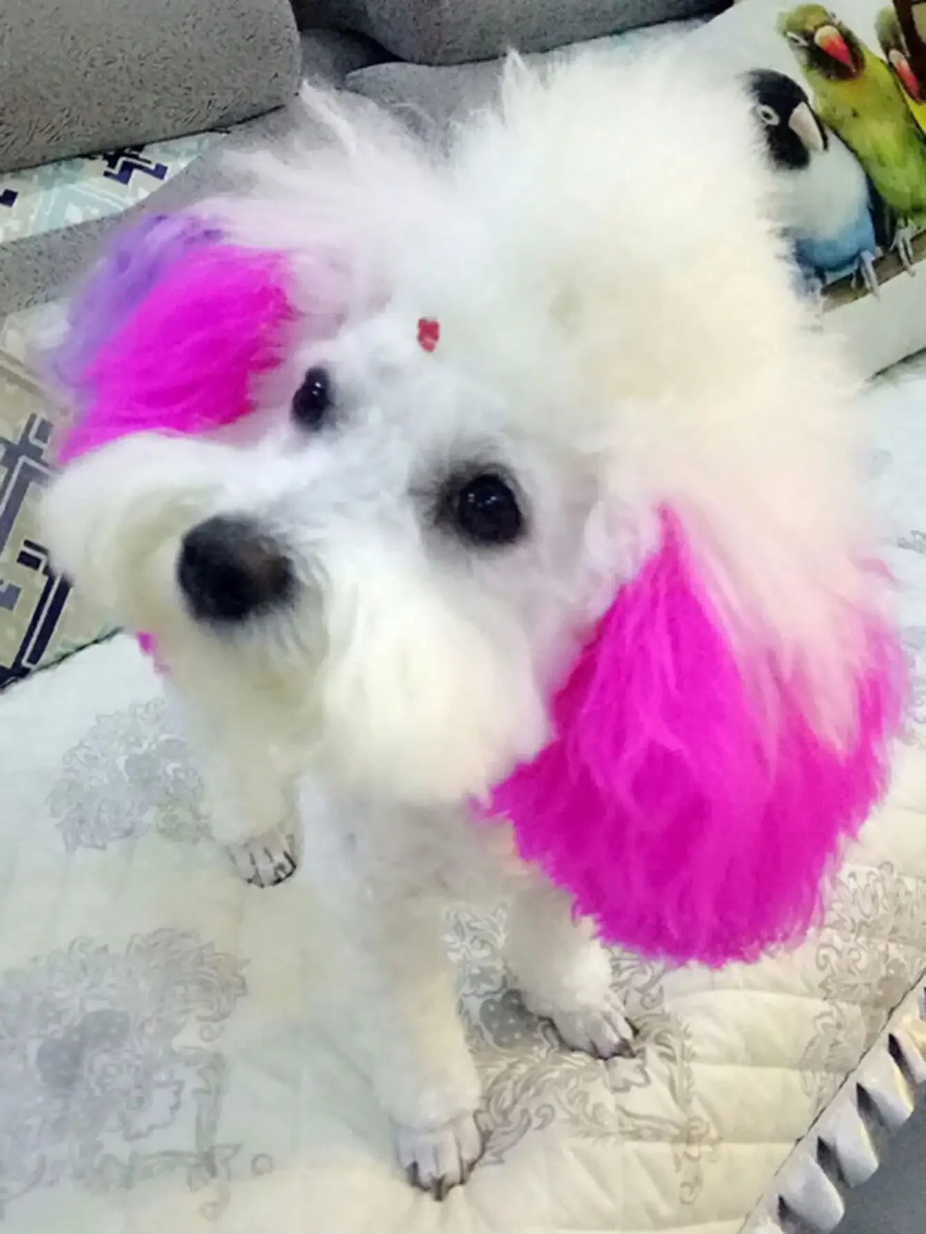 Pet Safe Non-Irritating Fruit Scented Hair Dye, Direct Application For Medium & Large Dogs And Cats
