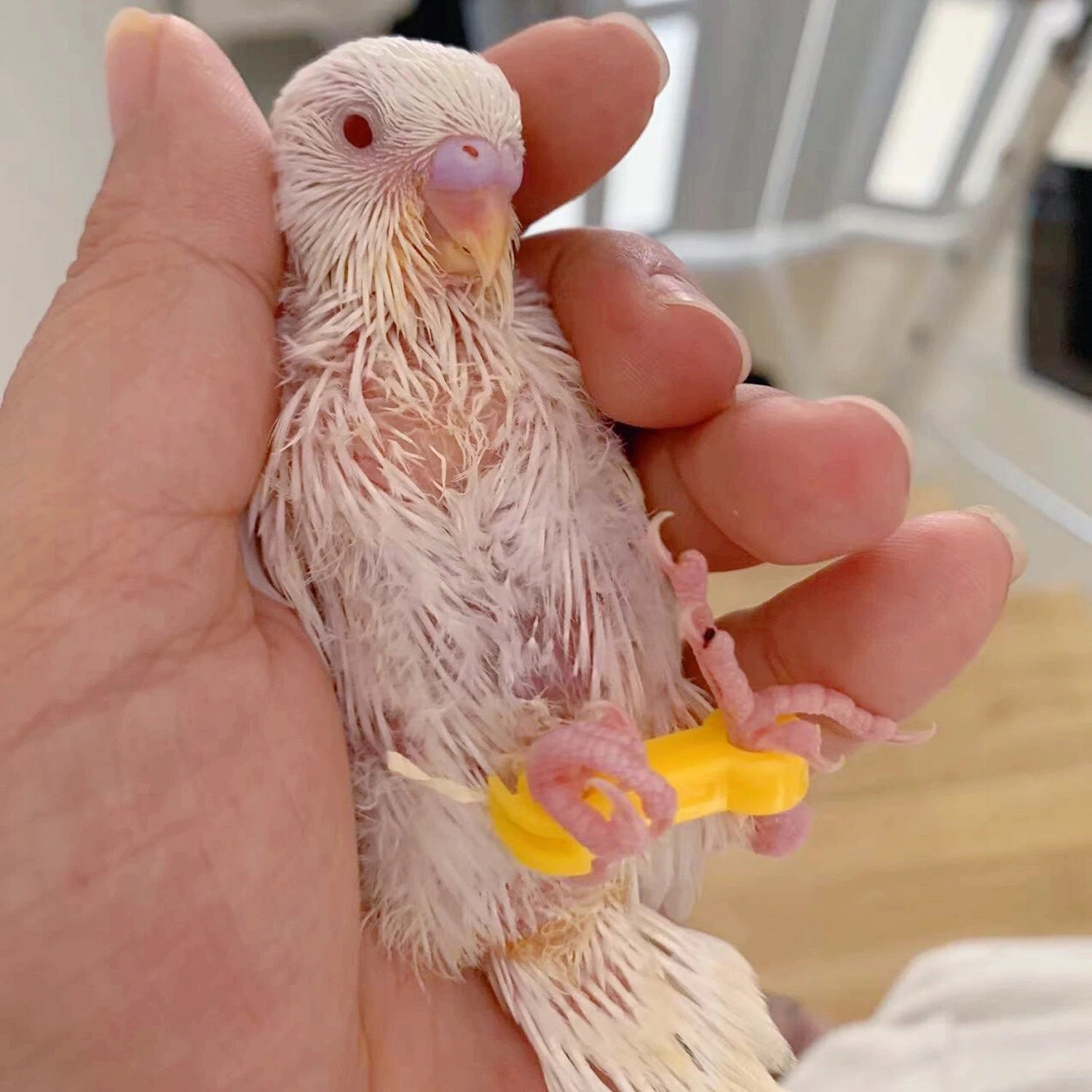 4/5/6mm Parrot Corrector Rutin Chicken Budgie Peony Budgie Cockatiel Nestling‌ Eight-Character Correction Ring Bird Supplies