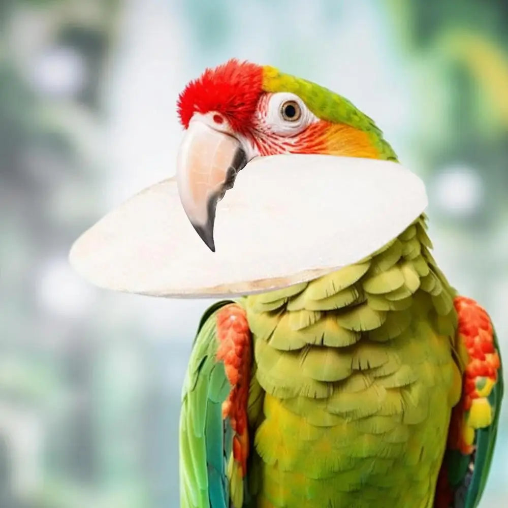 10Pcs/set Bird Cuttlebone Bone Natural Parrots Birds Beaks Cuttlefish Bone Chew Toy For Beak Calcium Cuttlebone