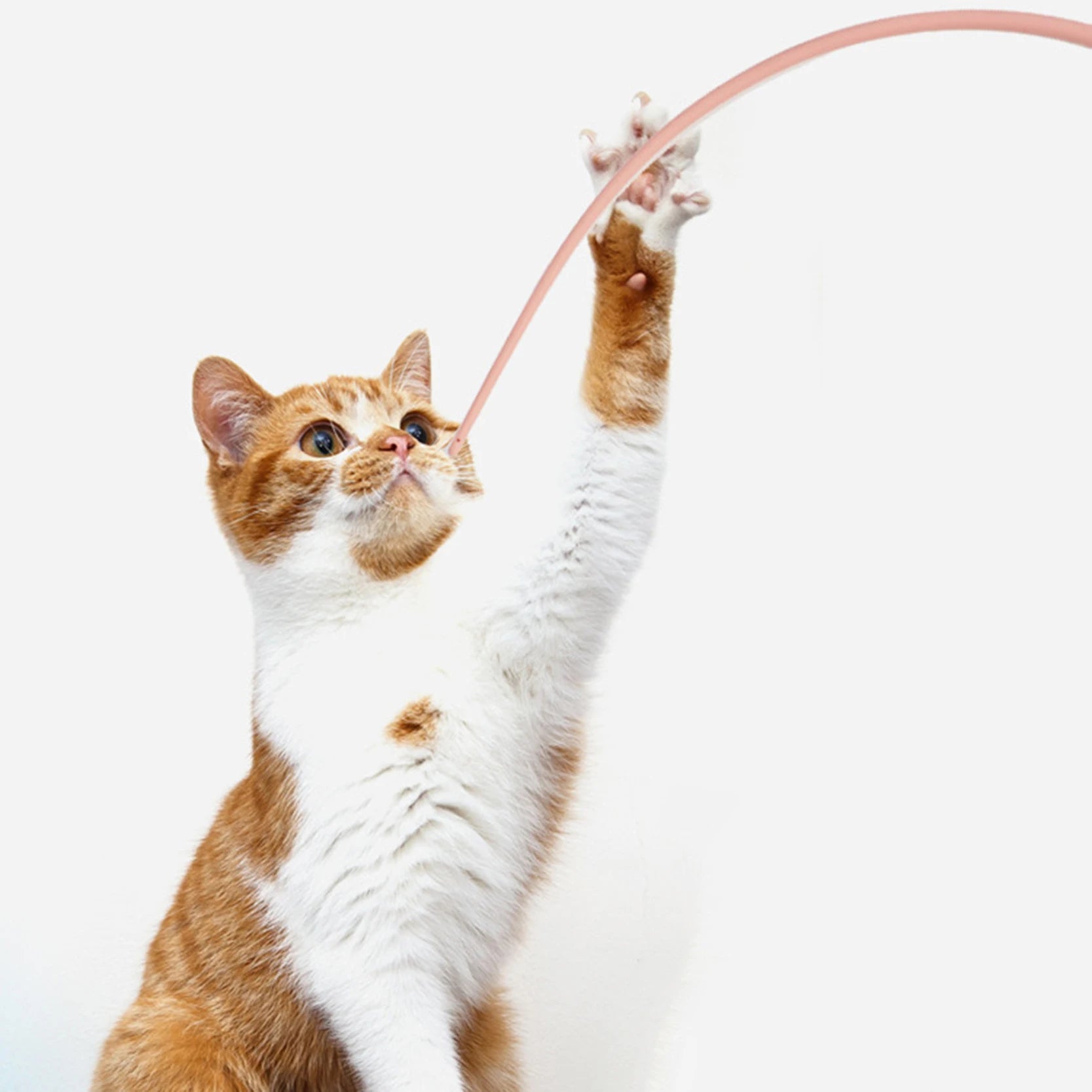 New Two-color Pet Petting Artifacts Cat Cat Stick Training Toys Stick Cat Toy Wand Interactive Kitten Tease Toy Easy To Carry