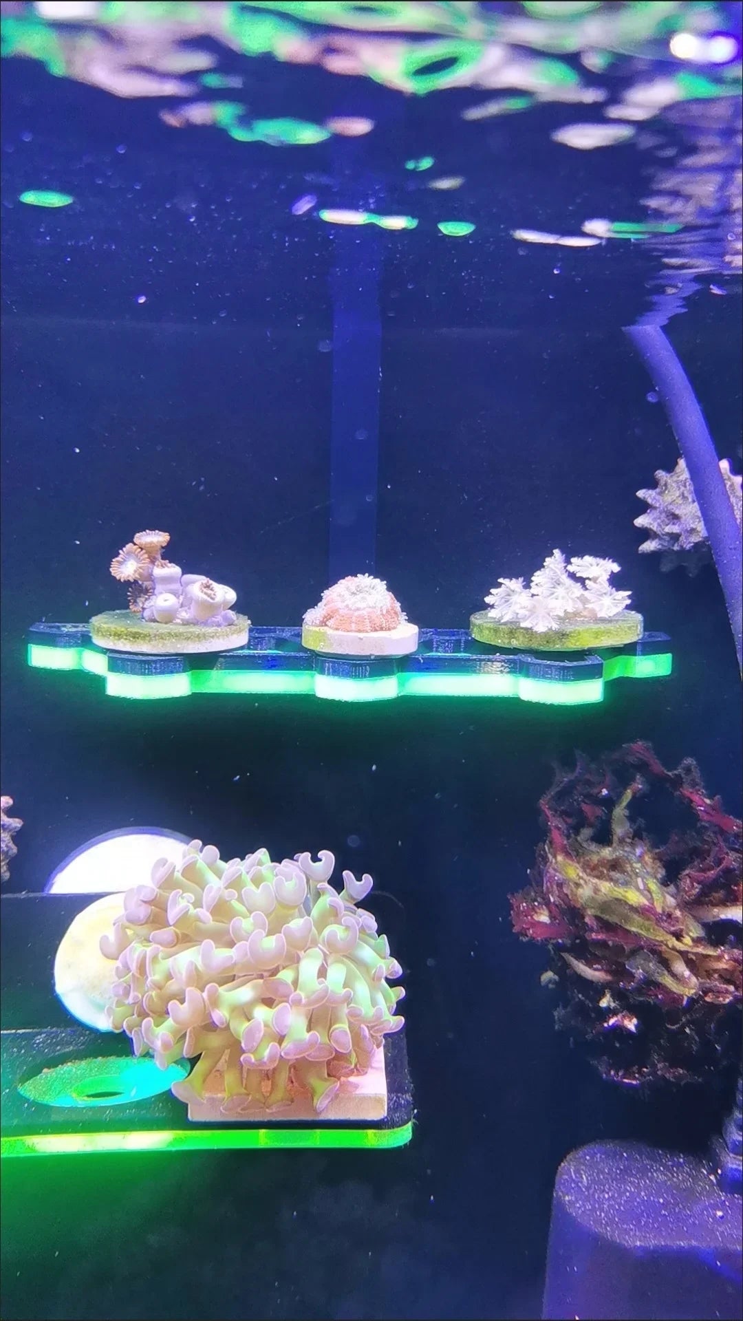 SPS Coral Frag Rack Holder Coral Bracket Luminous Marine Reef Stand Fish Tank Decorations Aquarium Accessories