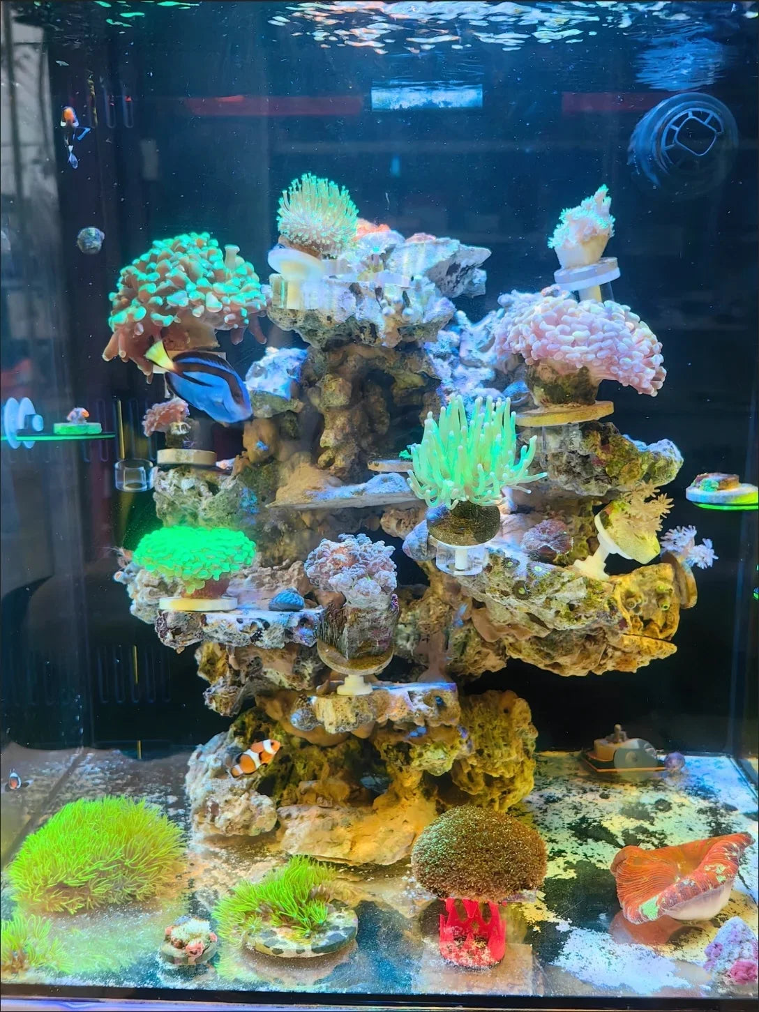 Fluorescence Acrylic Movable SPS Coral Frag Plug Stand Rack Bracket Coral Base Fish Tank Decoration Aquarium Accessories