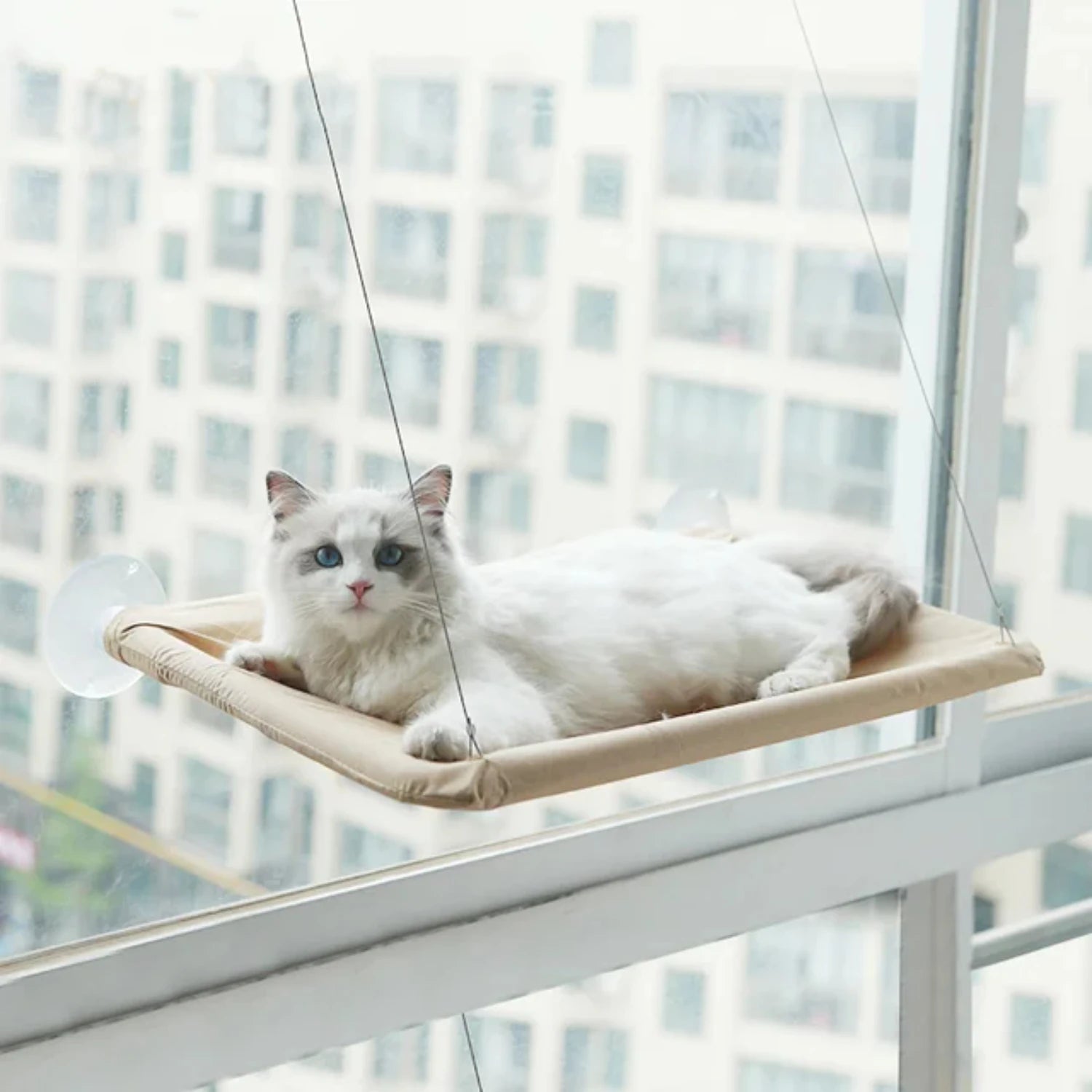 Hanging Cat Bed Pet Cat Window Shelf Net Cat Hammock Suction Cup Cat House Perches Cave Cat Nest Cat Supplies Cat Accessories