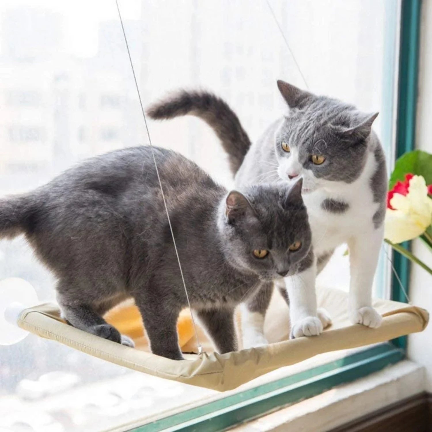 Hanging Cat Bed Pet Cat Window Shelf Net Cat Hammock Suction Cup Cat House Perches Cave Cat Nest Cat Supplies Cat Accessories