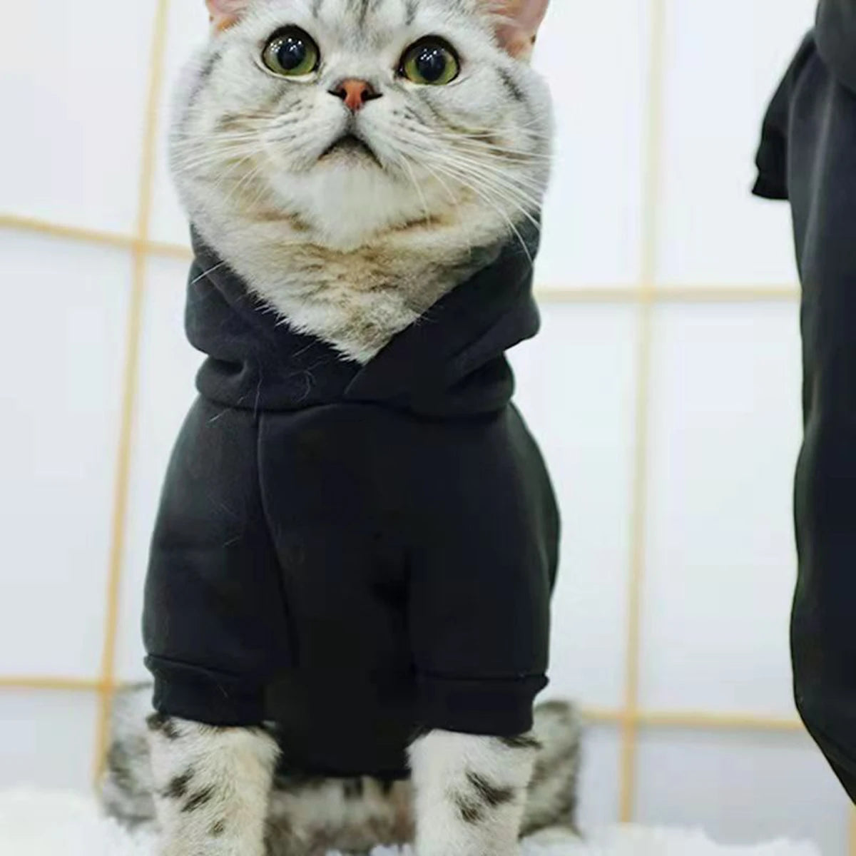 Halloween Cat Puppy Hoodies Autumn Winter Pet Pullovers for Small Dogs Cats Sphynx Clothing Kitten Costume ropa para gatos
