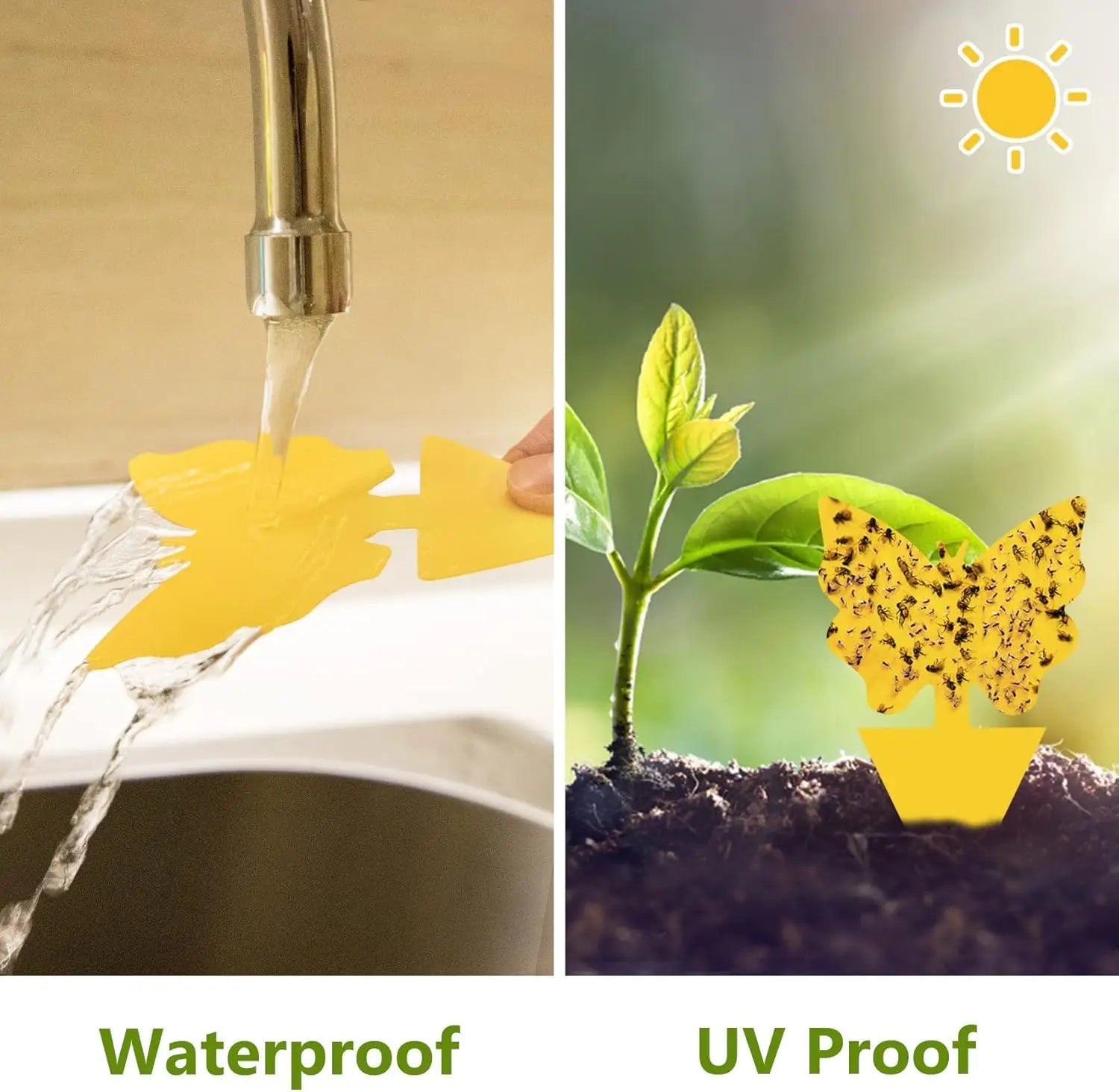50 Packs Fungus Gnat Traps for House Indoor, Fruit Flying Insect Trap for Outdoor Gnats Sticky Fly Traps Protect The Plant