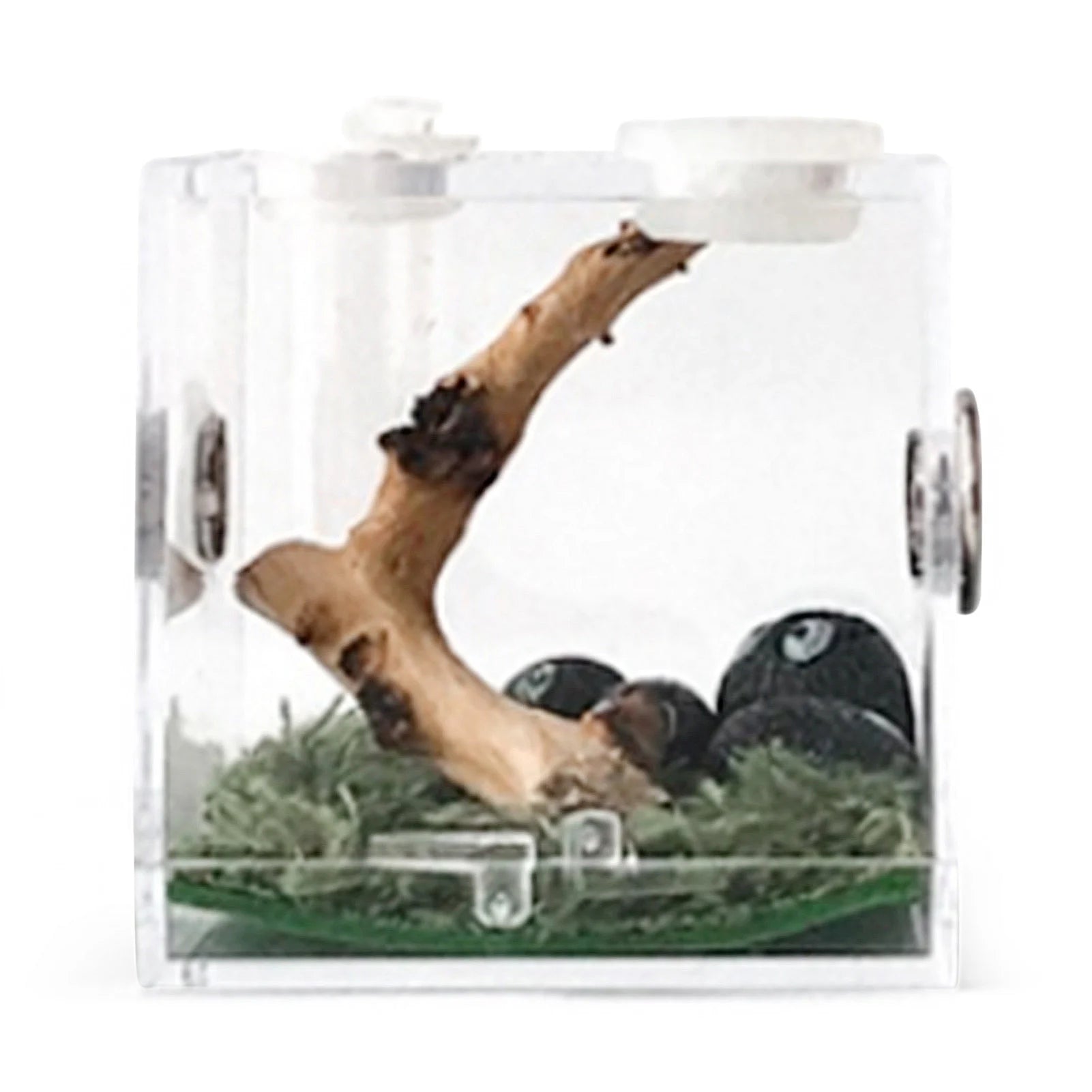 Reptiles Breeding Box Terrarium Plastic Reptile Breeding Box Terrarium Cage Insect Viewing Box For Spider Cricket Snail Beetl