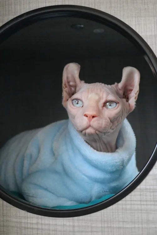 Fashionable Clothes For Cats Sphynx Cat Sweater Kitten Clothing Hound Dog Hoodie Clothes For Sphinx Cat Outfit Pet Jumpsuits