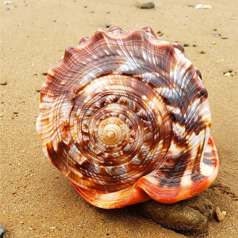 12-17CM Natural Orange Sea Shells Snail Bull's-mouth Helmet Conch Home Decor Beach Decorations Collectibles Aquarium Landscape