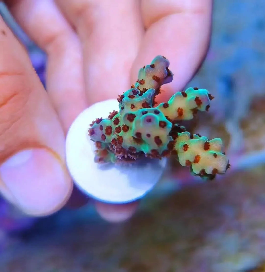 SPS Coral Frag Plug Tray Seawate Planting Base Ceramic Fish Tank Marine Reef Aquarium Spare Parts Plug Plate