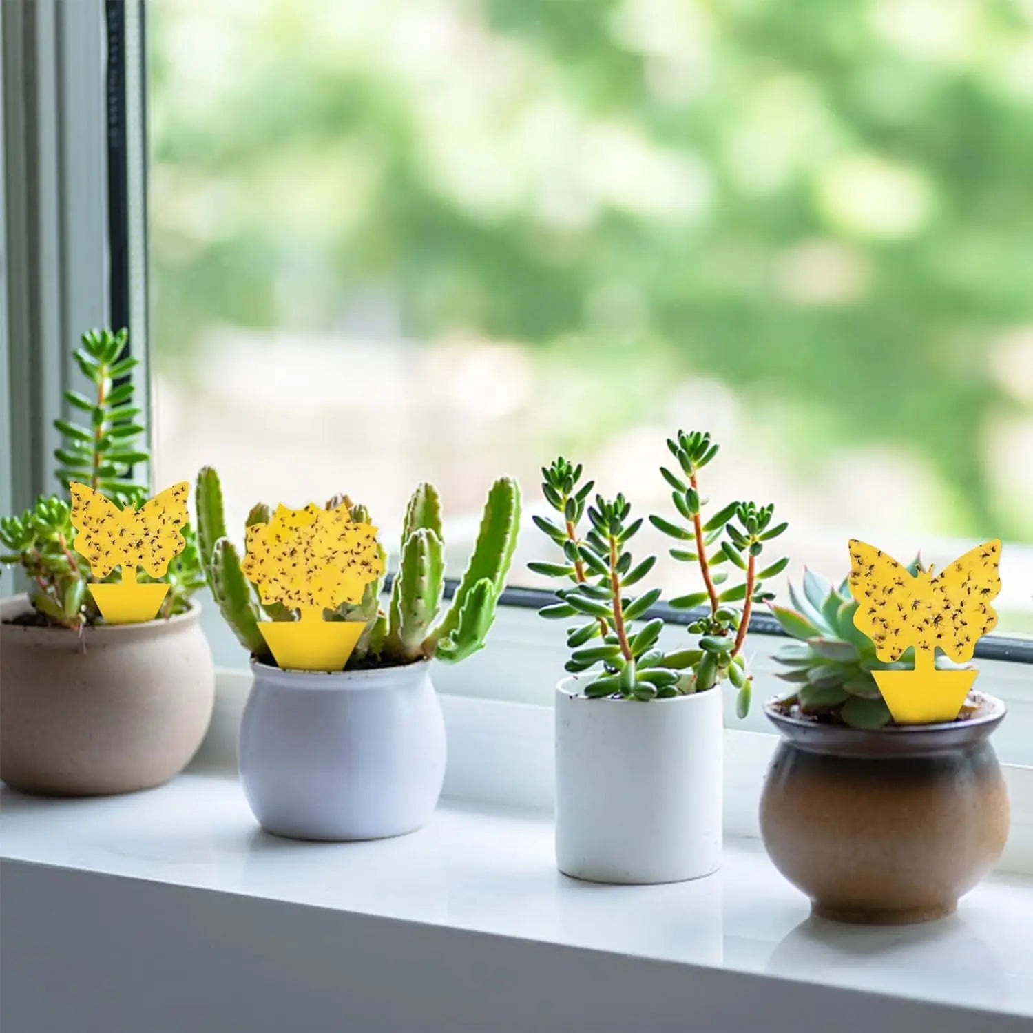 50 Packs Fungus Gnat Traps for House Indoor, Fruit Flying Insect Trap for Outdoor Gnats Sticky Fly Traps Protect The Plant