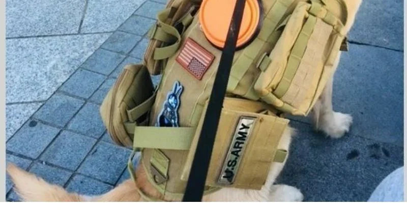 Tactical Vest Dog Clothing Large Dog Pet Chest Harness Vest Style Vest Detachable Outdoor Portable Comfortable Neck Protection