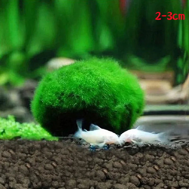 Marimo Moss Balls Live Aquarium Plant Algae Fish Shrimp Tank Ornament Simulation Green Algae Balls Artificial Plant