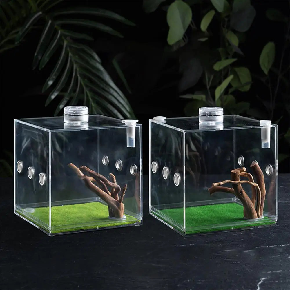 Jumping Spider Enclosure Tarantula Breeding Box Reptile Fogger Little Critters House Container Wood