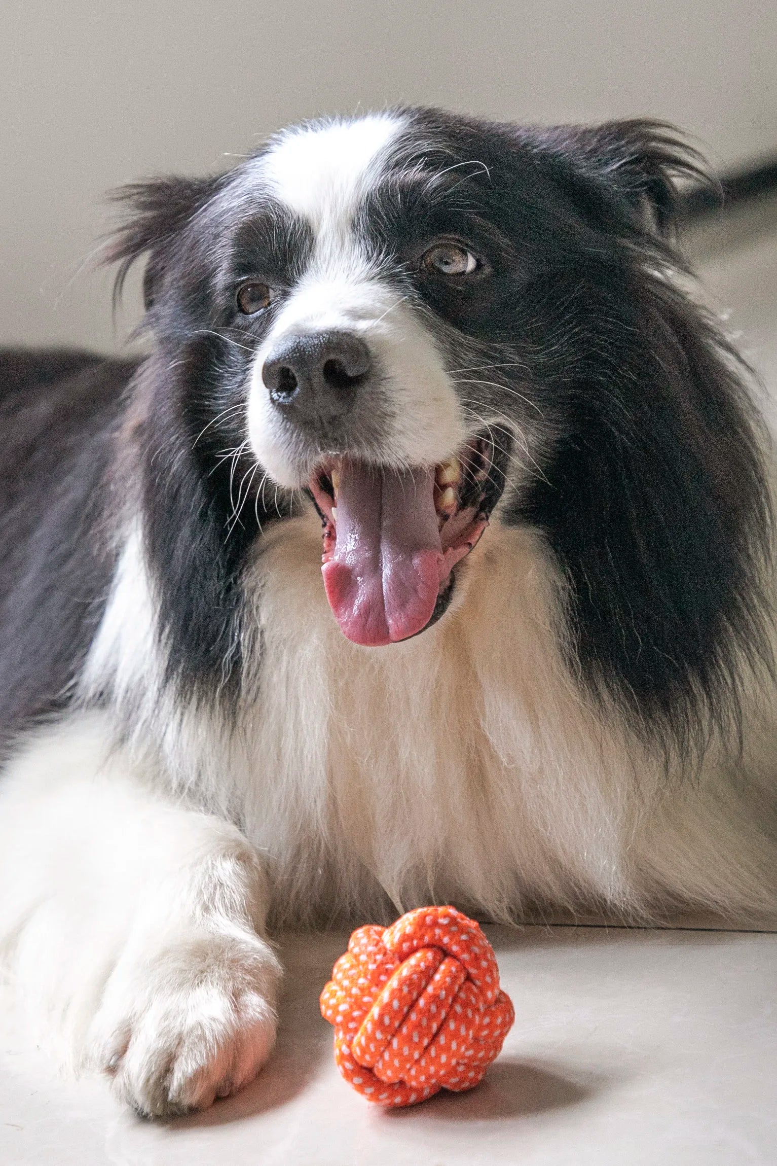 Rope Ball for Large and Small Dogs, Resistant Soft Cotton, Toothbrush, Bite Resistant, Chew, Interactive Dog Toys, Dog Accessori