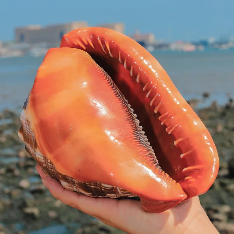 12-17CM Natural Orange Sea Shells Snail Bull's-mouth Helmet Conch Home Decor Beach Decorations Collectibles Aquarium Landscape