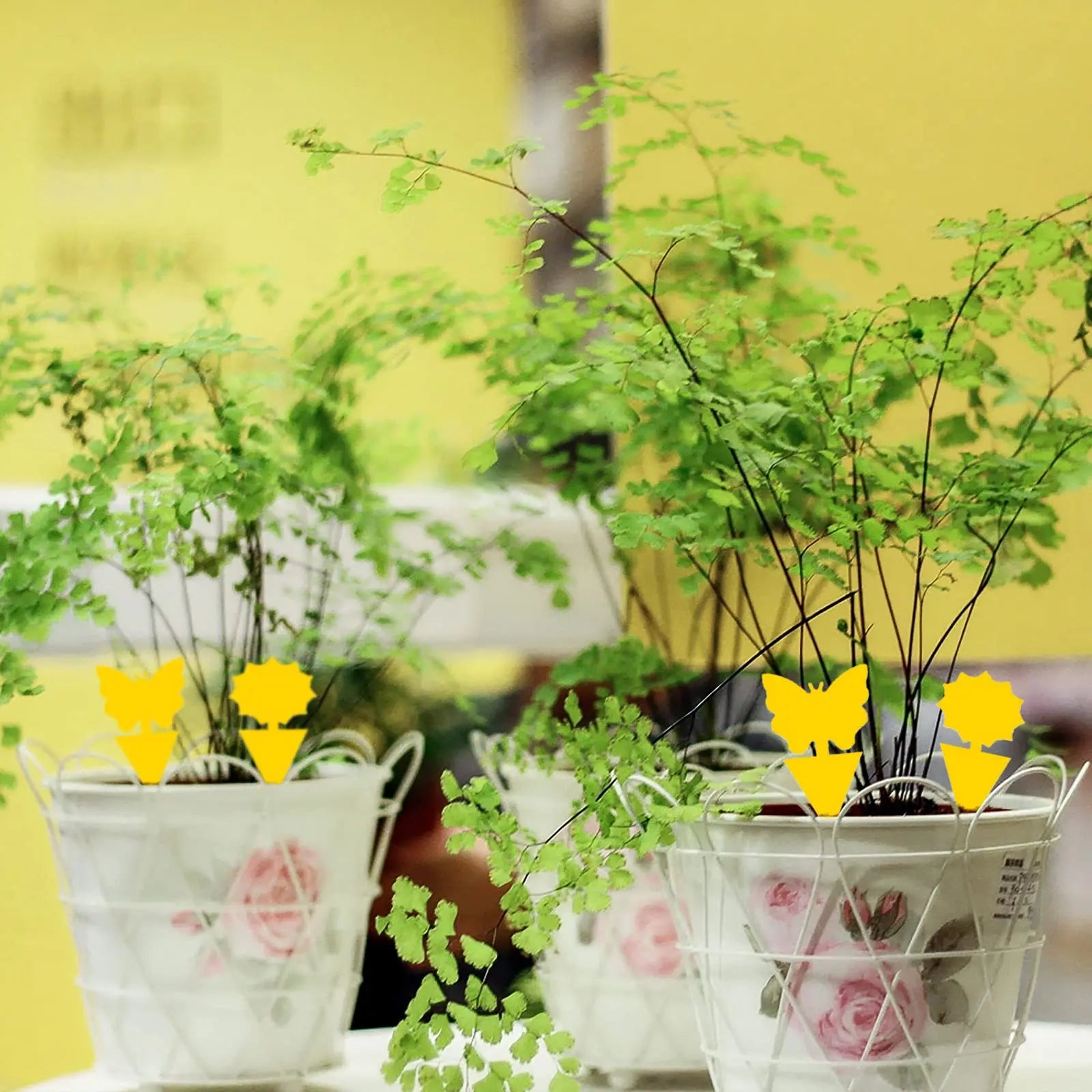 50 Packs Fungus Gnat Traps for House Indoor, Fruit Flying Insect Trap for Outdoor Gnats Sticky Fly Traps Protect The Plant