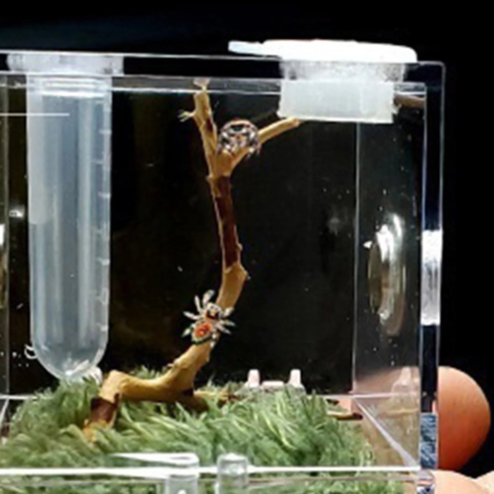 Reptiles Breeding Box Terrarium Plastic Reptile Breeding Box Terrarium Cage Insect Viewing Box For Spider Cricket Snail Beetl