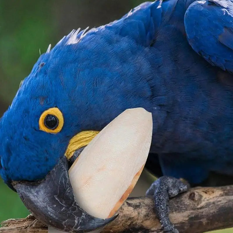 10Pcs/set Bird Cuttlebone Bone Natural Parrots Birds Beaks Cuttlefish Bone Chew Toy For Beak Calcium Cuttlebone