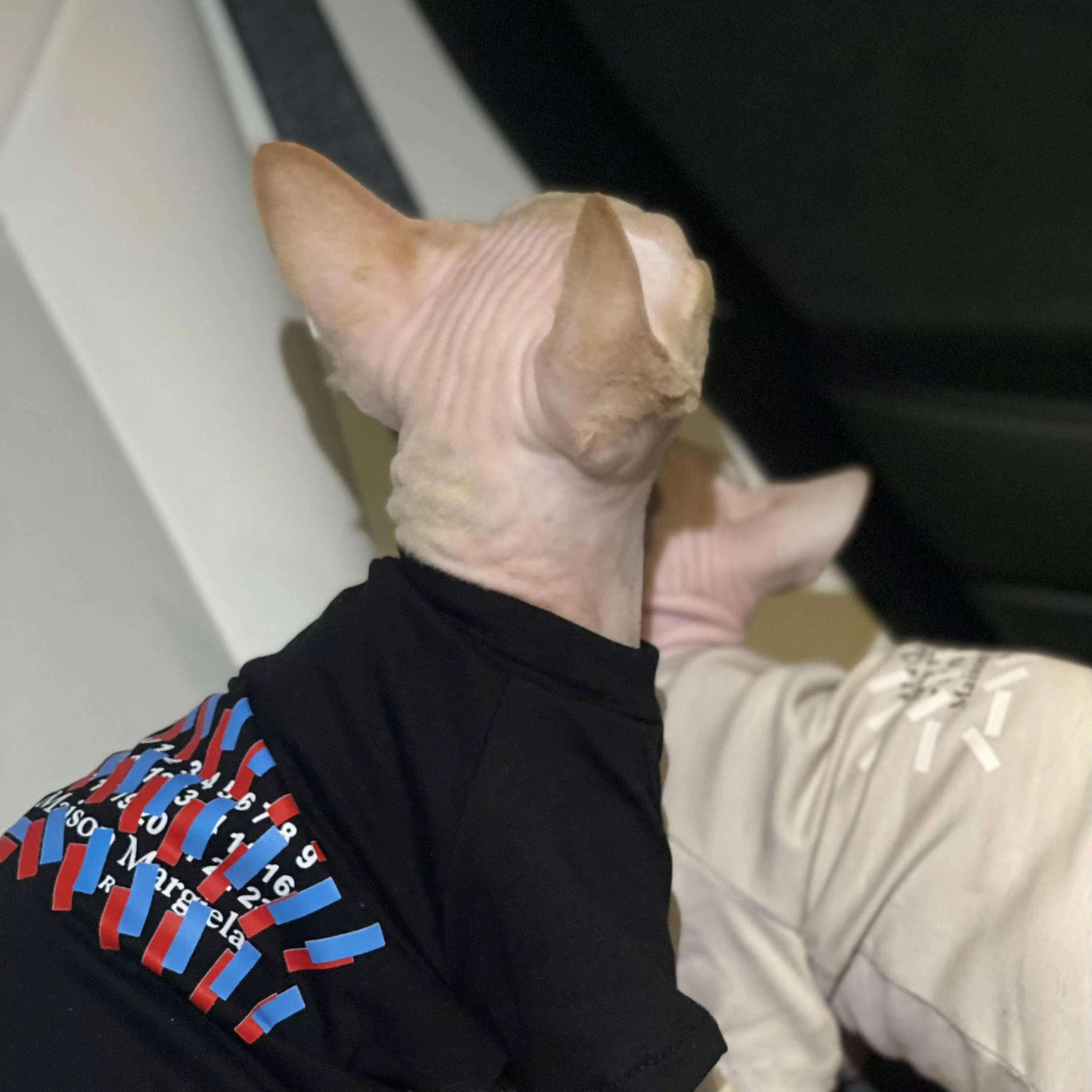 Luxury Cat Outfits Sphynx Clothing for Cats Gotas Fashion Pet Hoodie Clothes Sphinx Kit Sphinx Kitten Pullover Devon Rex Costume