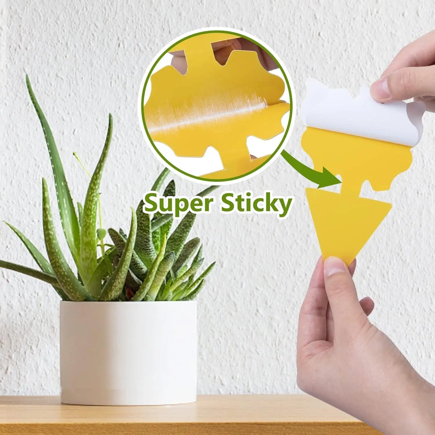 50 Packs Fungus Gnat Traps for House Indoor, Fruit Flying Insect Trap for Outdoor Gnats Sticky Fly Traps Protect The Plant