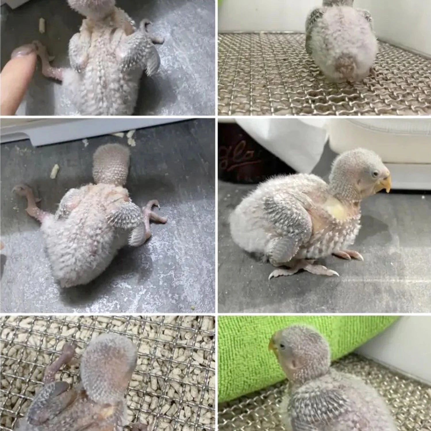 12Pcs 4/5/6mm Pediatric Bird Leg Corrector Nestling‌ Leg Splint Rutin Chicken Budgie Cockatiel Baby Bird Splayed Leg Correction