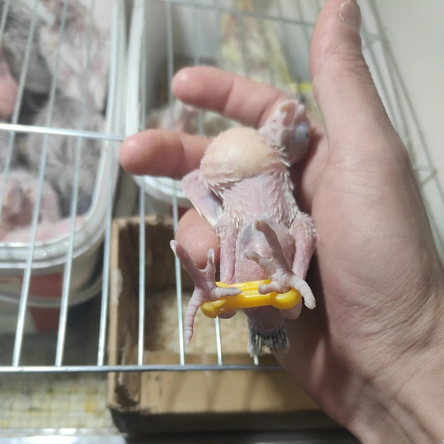 4/5/6mm Parrot Corrector Rutin Chicken Budgie Peony Budgie Cockatiel Nestling‌ Eight-Character Correction Ring Bird Supplies