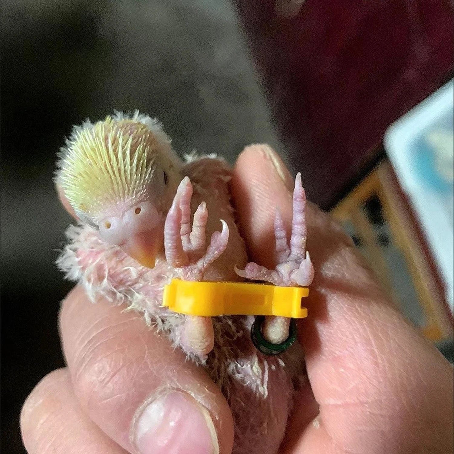 4/5/6mm Parrot Corrector Rutin Chicken Budgie Peony Budgie Cockatiel Nestling‌ Eight-Character Correction Ring Bird Supplies