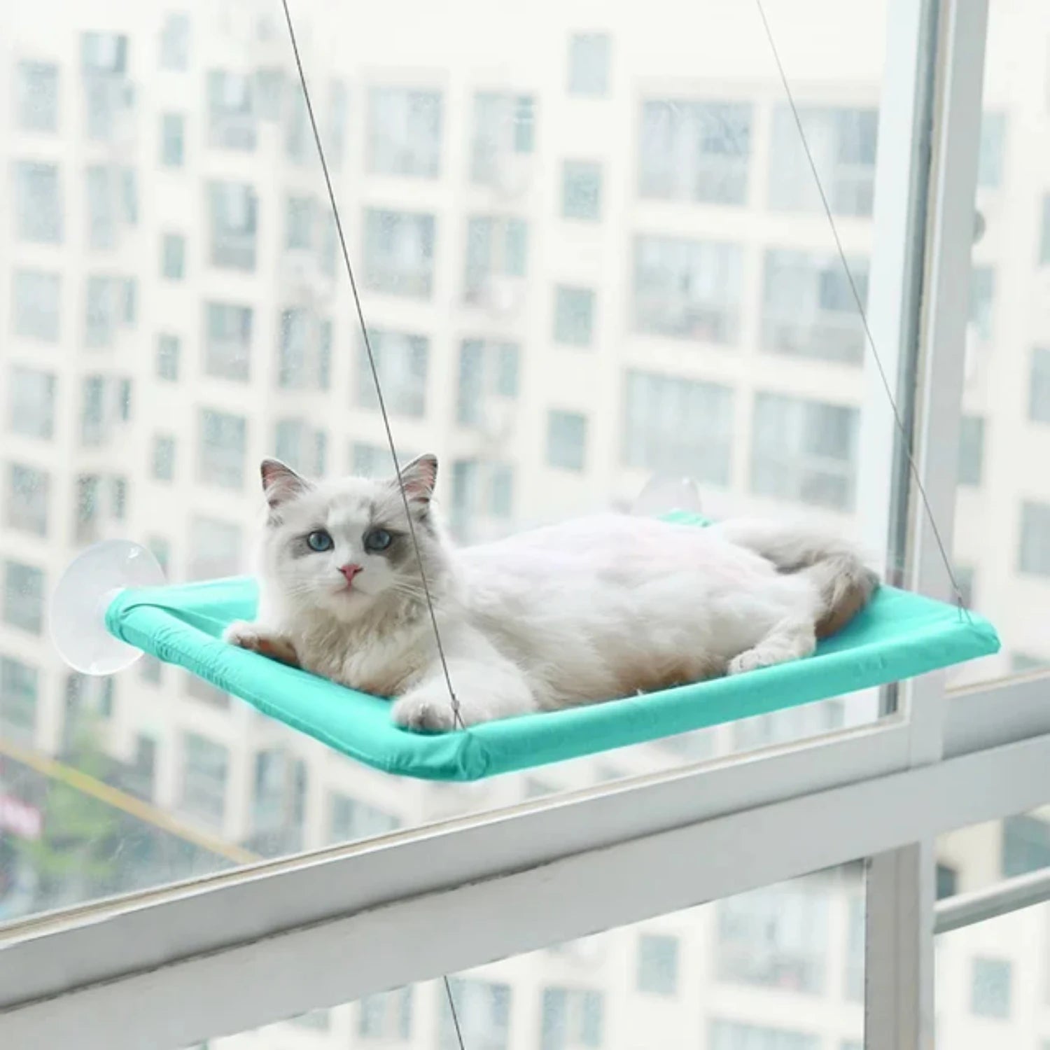 Hanging Cat Bed Pet Cat Window Shelf Net Cat Hammock Suction Cup Cat House Perches Cave Cat Nest Cat Supplies Cat Accessories
