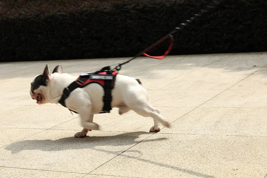 Reflective Pet Dog Harness No Pull Dog Vest Leash for Small Medium Large Dogs Walking Custom ID Tag Dog Accessories