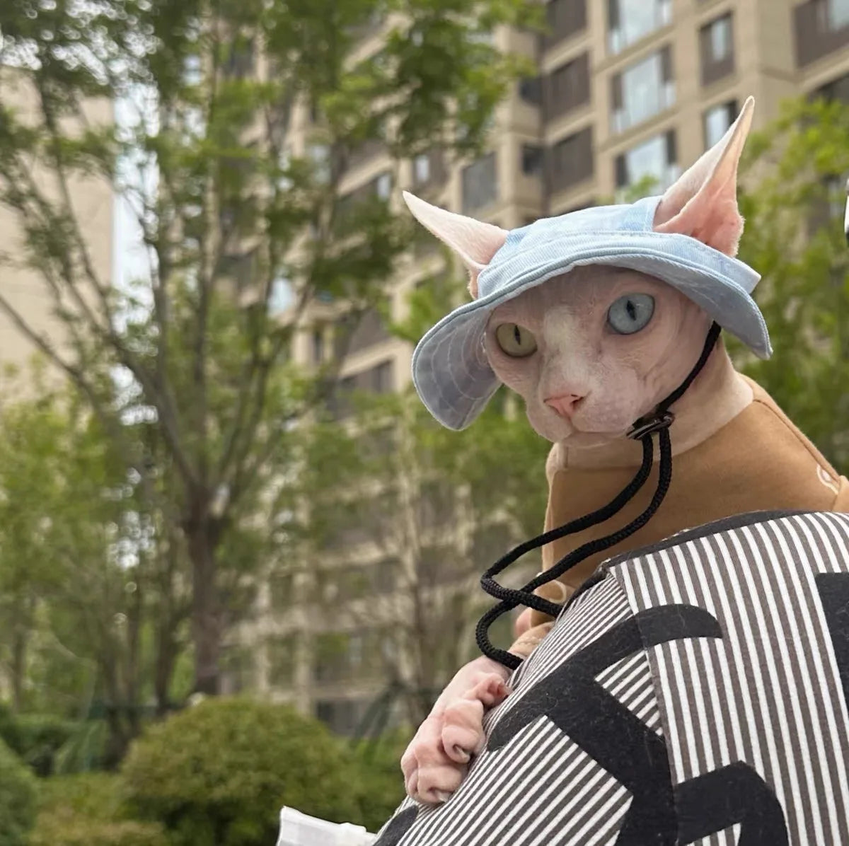 Cotton Cat Hat With Ear Holes For Sphynx Sphinx Hairless Cats Kitten Devon Rex Sunscreen Travel Hiking Tie Dye Adjustable Hats