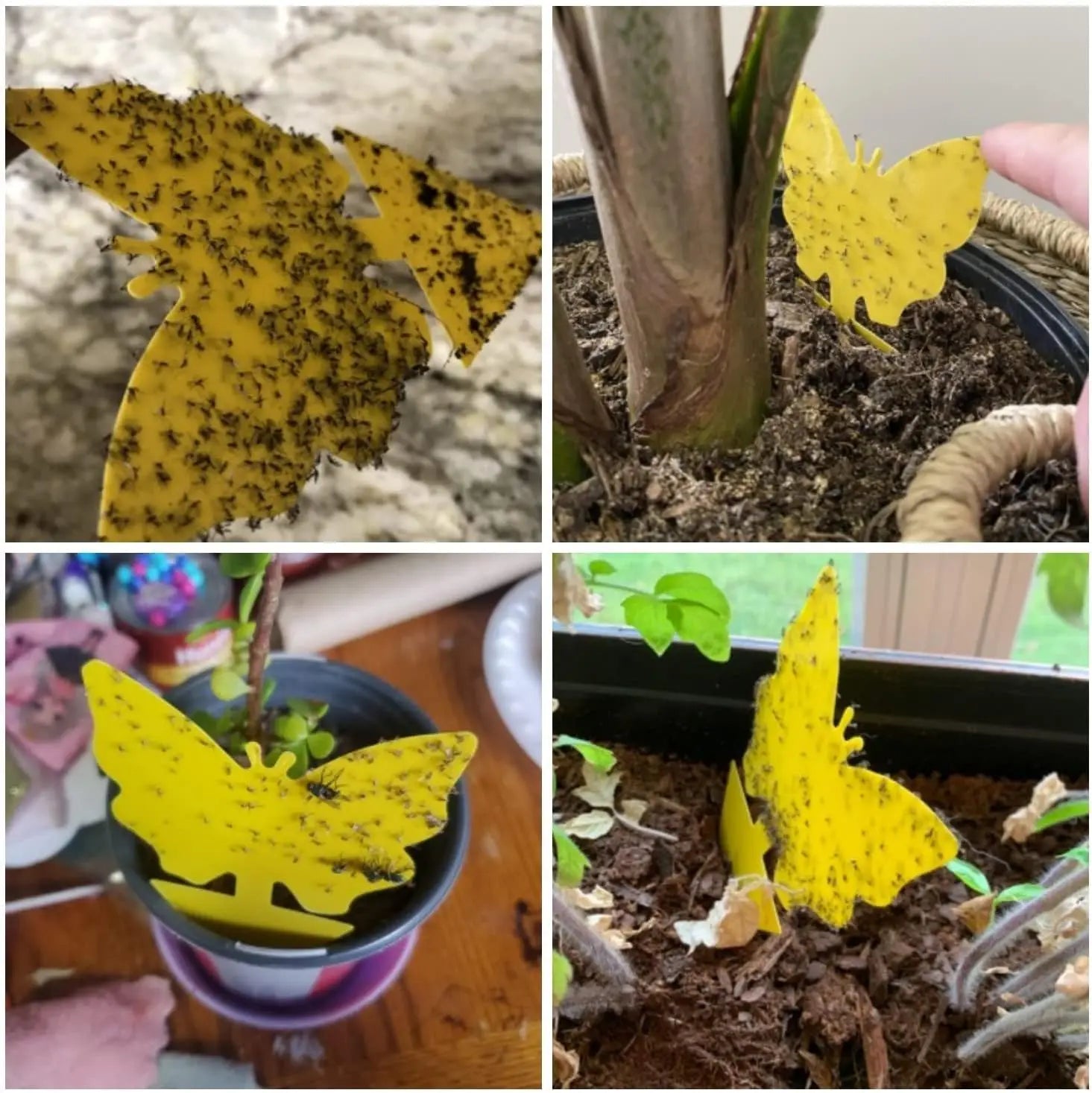 50 Packs Fungus Gnat Traps for House Indoor, Fruit Flying Insect Trap for Outdoor Gnats Sticky Fly Traps Protect The Plant