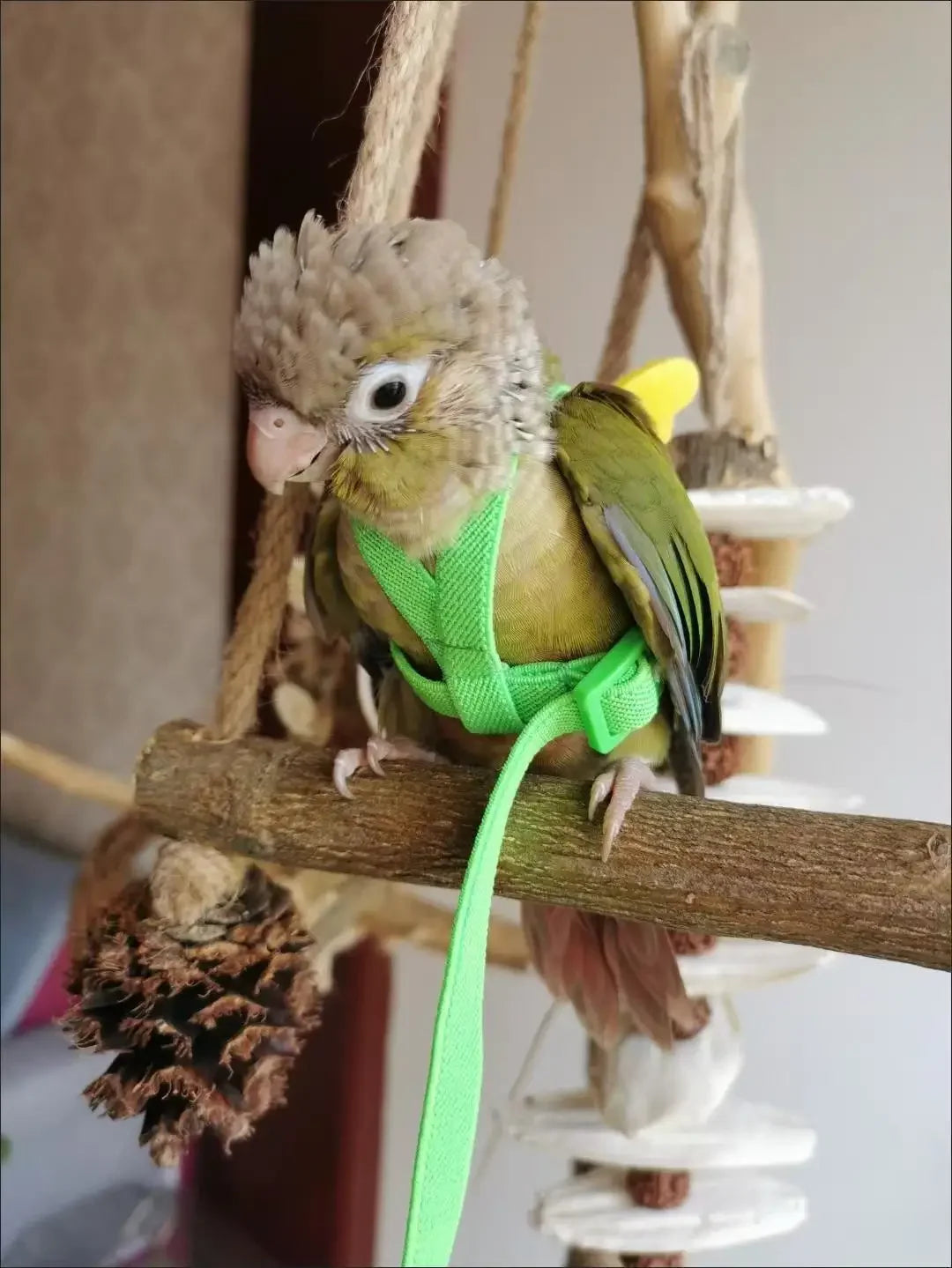 Adjustable Parrot Bird Harness Leash Set Anti-bite Training Harness Parrots Outdoor Flying Rope Cockatiel Small Birds Supplies