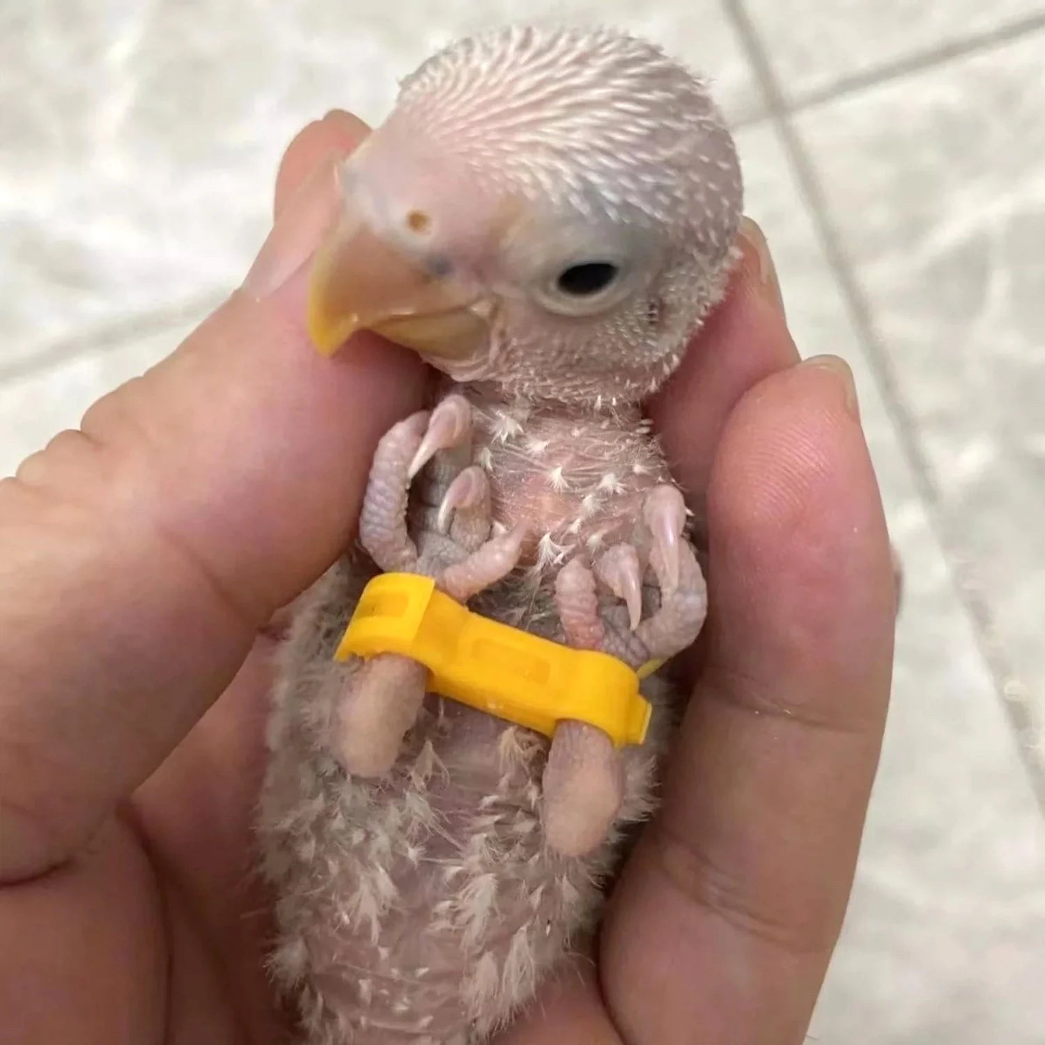 12Pcs 4/5/6mm Pediatric Bird Leg Corrector Nestling‌ Leg Splint Rutin Chicken Budgie Cockatiel Baby Bird Splayed Leg Correction