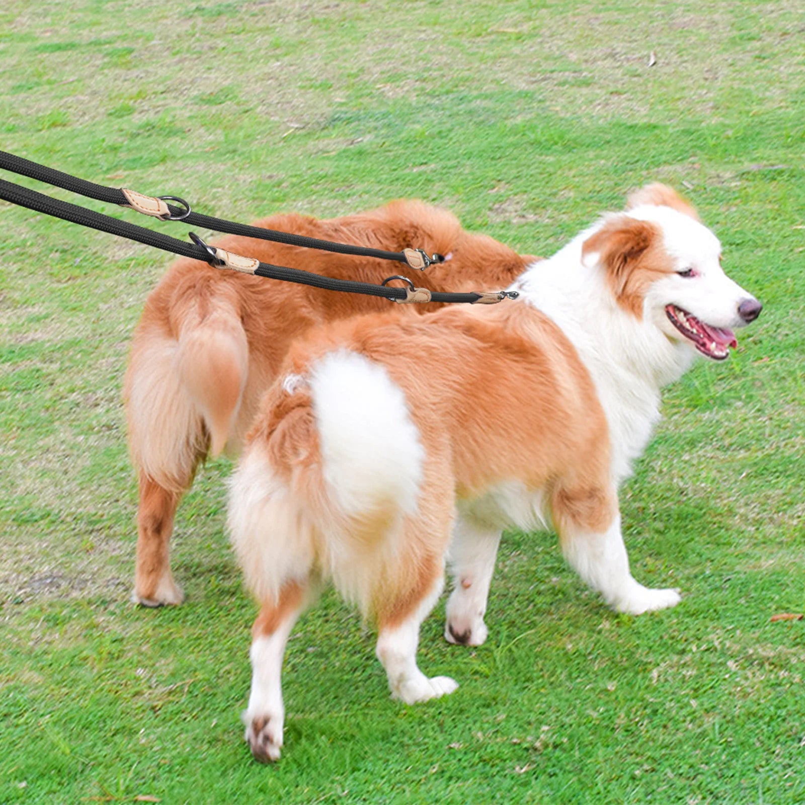 2nd Multipurpose Big Dog Double Leash Generation Medium Adjustable and Nylon Luxury Hands Free Leash for 2 Dogs