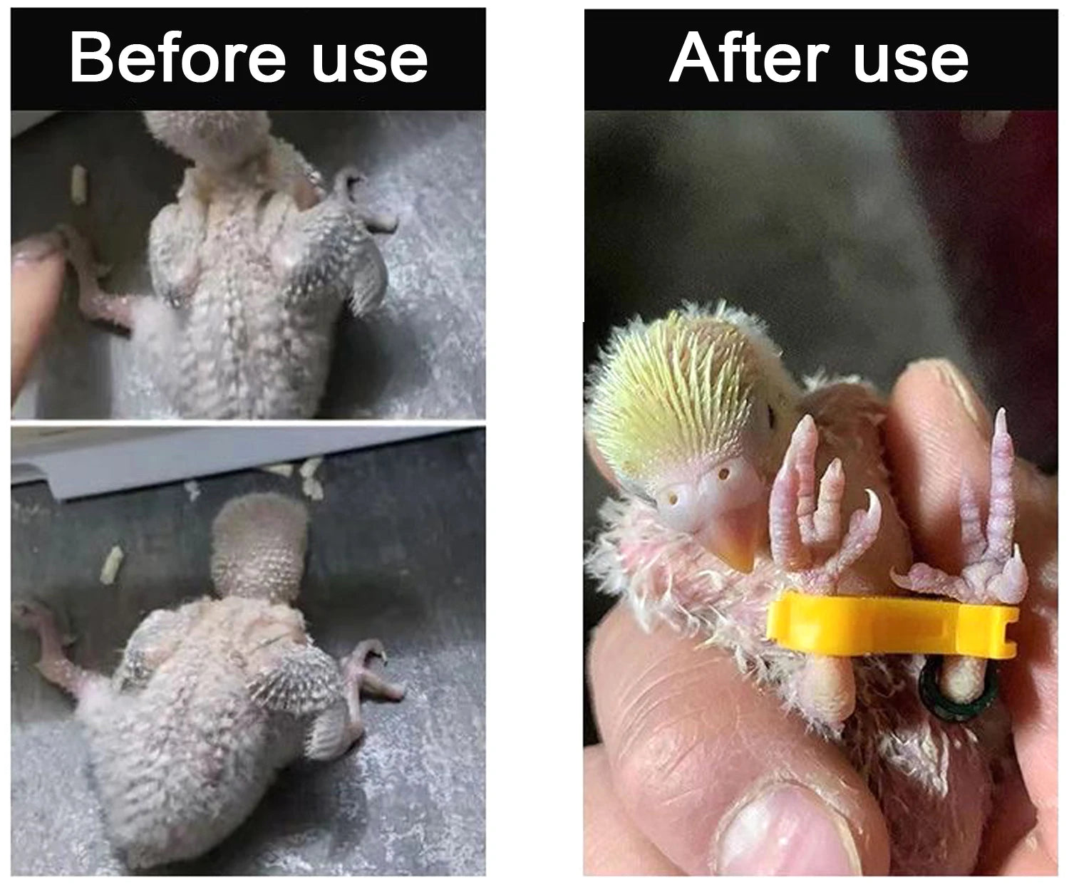 4/5/6mm Parrot Corrector Rutin Chicken Budgie Peony Budgie Cockatiel Nestling‌ Eight-Character Correction Ring Bird Supplies