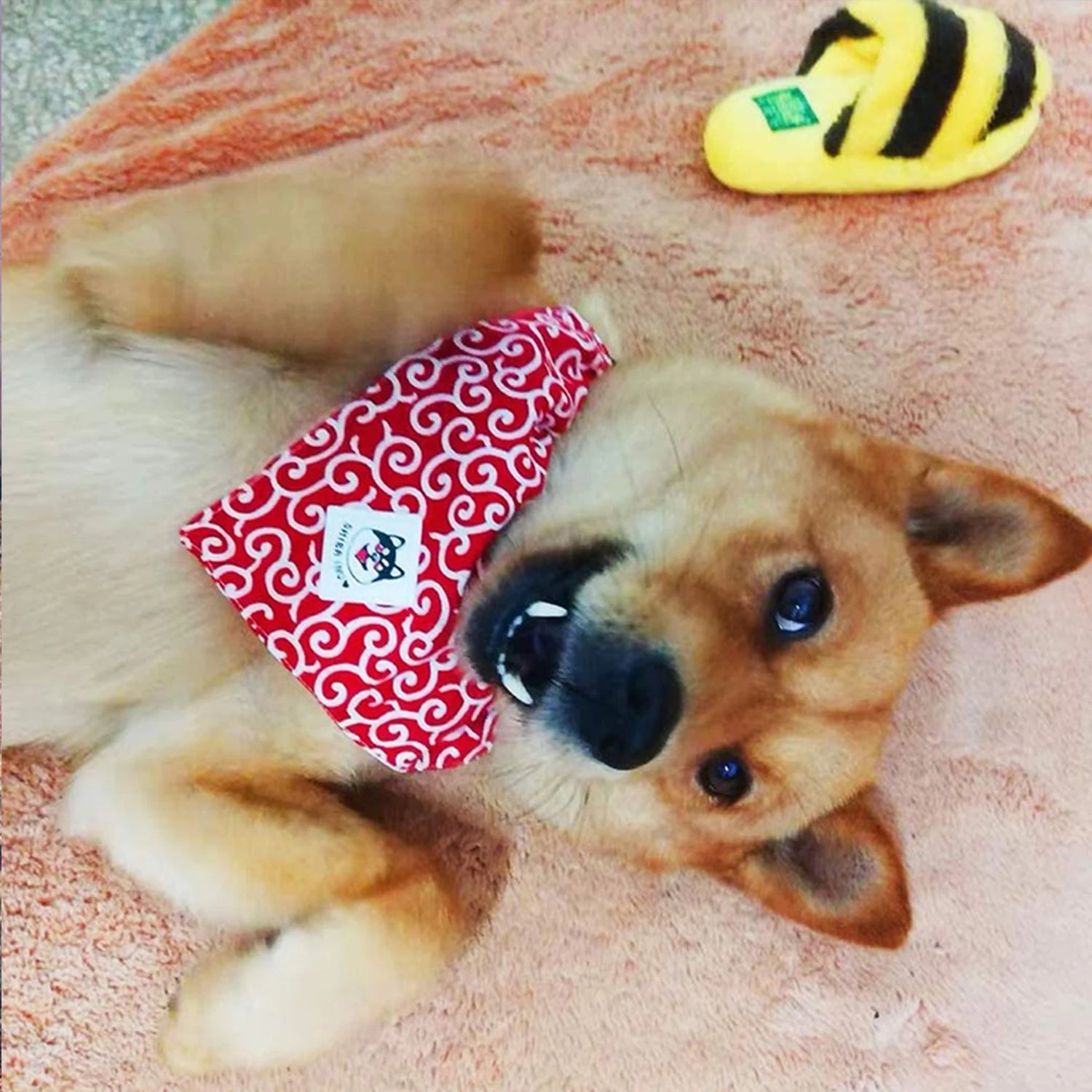 Dog Accessories NEW Pet Dog Bandana Collar Dog Collar Neckerchief Cute Puppy and Shiba Inu Printed Triangle Neck Scarf Saliva