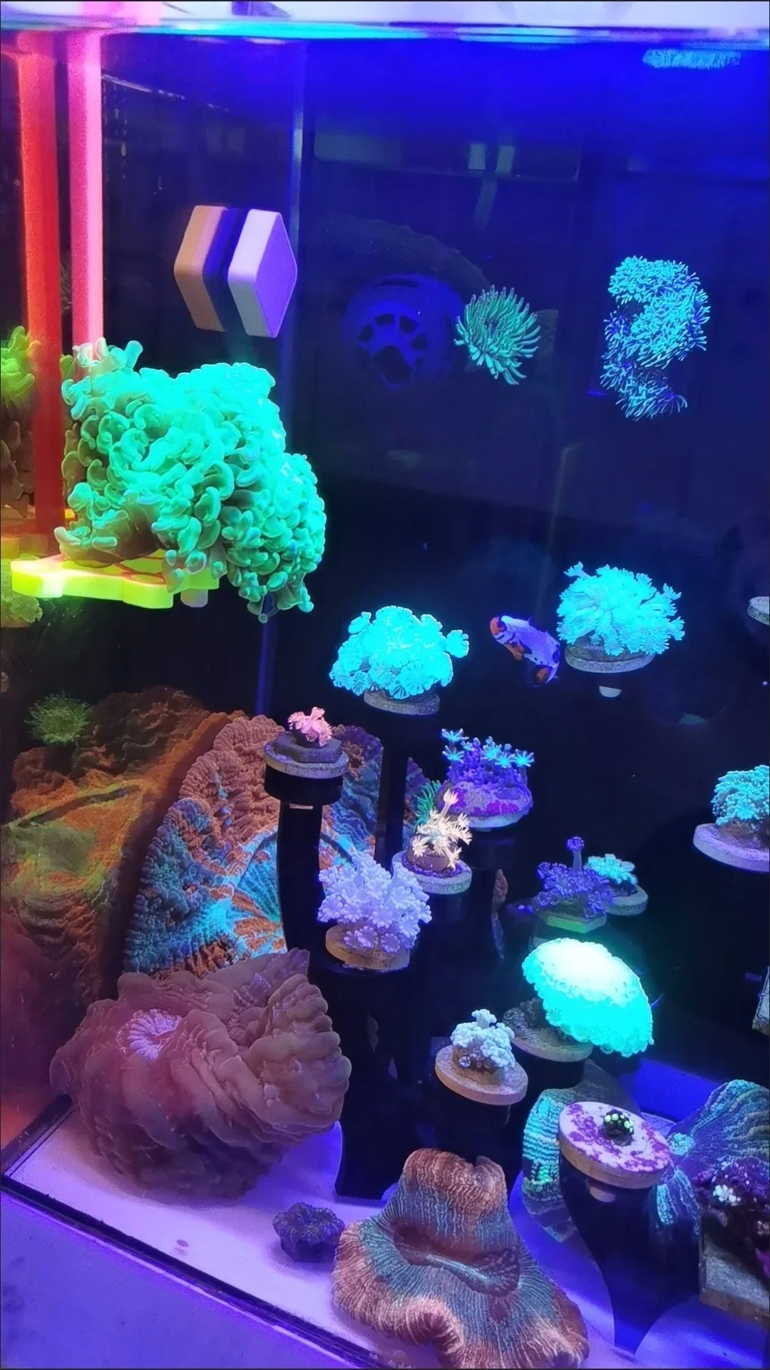 SPS Coral Frag Rack Holder Coral Bracket Luminous Marine Reef Stand Fish Tank Decorations Aquarium Accessories