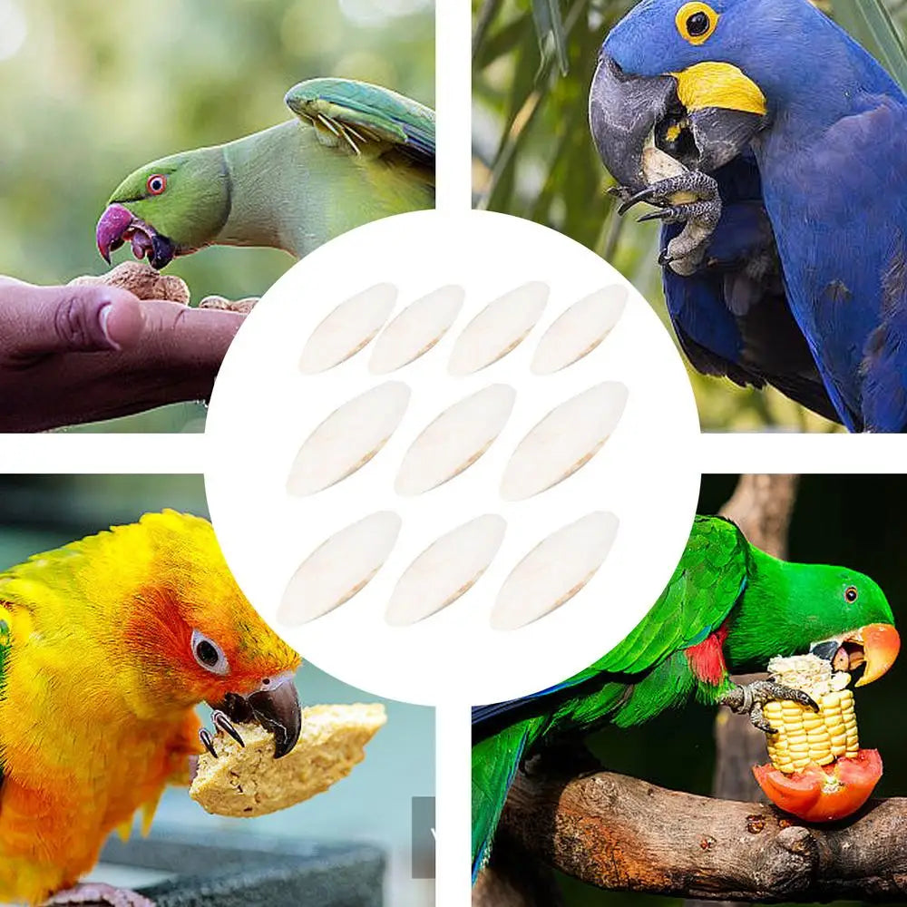 10Pcs/set Bird Cuttlebone Bone Natural Parrots Birds Beaks Cuttlefish Bone Chew Toy For Beak Calcium Cuttlebone