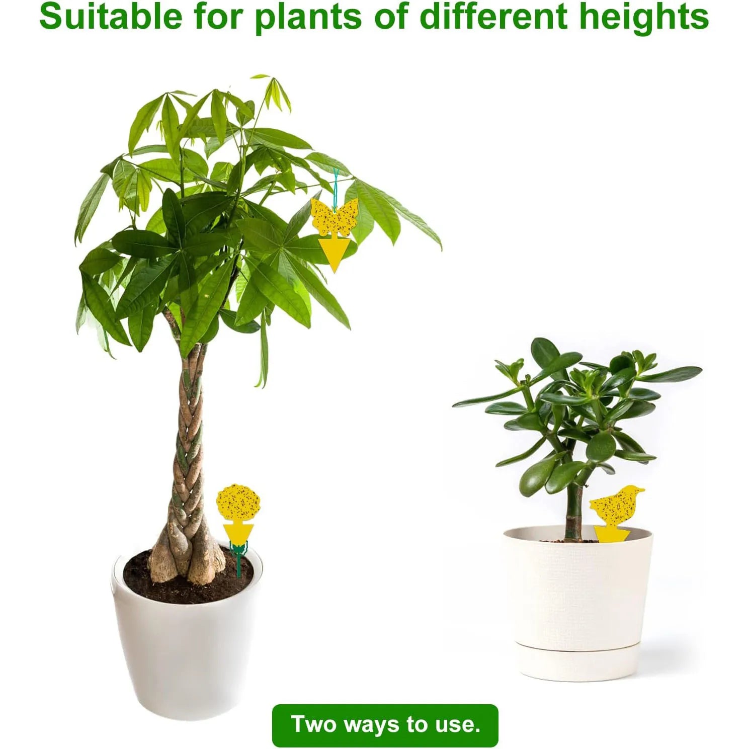 50 Packs Fungus Gnat Traps for House Indoor, Fruit Flying Insect Trap for Outdoor Gnats Sticky Fly Traps Protect The Plant